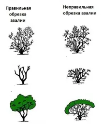 Азалія кімнатна - правила догляду в домашніх умовах (відео, фото) кімнатна