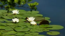 водяна