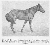СТЕГНИЙ НЕРВ нерв