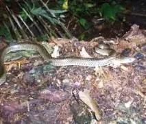 lineolatus