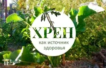 Хрін як джерело здоров’я здоров