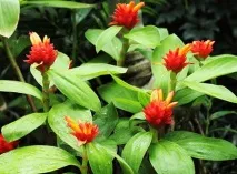 Поширені у культурі види костуса культурі