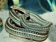 psammophis