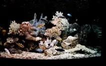 Грунт – важлива частина акваріума важлива