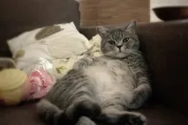 любов