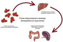Білірубін підвищений при вагітності причини та лікування причини