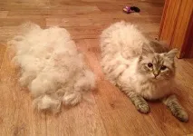 любов