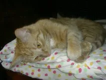 коробок