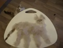 кота