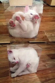 коробок