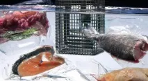 Технологія sous vide на професійній кухні професійній