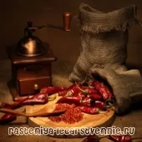 спина