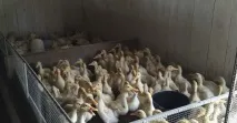 породи