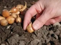 Сприятливі дні для посадки цибулі в 2019 році. році