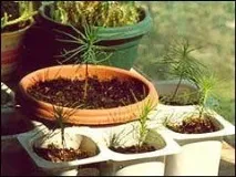 Бонсай з місцевих порід дерев - поради від Greensad порід