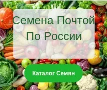 Хвороби індиків, фото та опис, лікування застуди опис