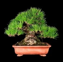 Бонсай з місцевих порід дерев - поради від Greensad порід
