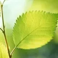 Папір () 4 літери - пошук слів за маскою та визначенням, відповіді на сканворди папір