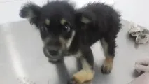 історія