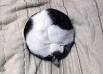 Що сниться Коту коту
