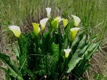 Квітка зантедеські фото та догляд у домашніх умовах квітка