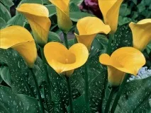 Квітка зантедеські фото та догляд у домашніх умовах зантедеські