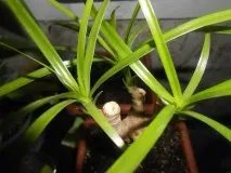 Драцена облямована (Marginata) фото, догляд, розмноження в домашніх умовах marginata
