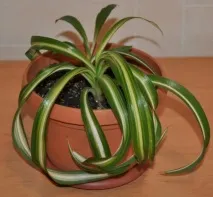 Драцена облямована (Marginata) фото, догляд, розмноження в домашніх умовах облямована