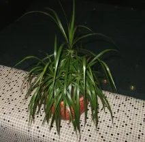 Драцена облямована (Marginata) фото, догляд, розмноження в домашніх умовах догляд
