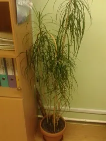 Драцена облямована (Marginata) фото, догляд, розмноження в домашніх умовах догляд