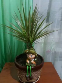 Драцена облямована (Marginata) фото, догляд, розмноження в домашніх умовах marginata