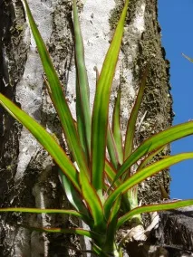 Драцена облямована (Marginata) фото, догляд, розмноження в домашніх умовах marginata
