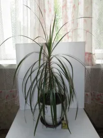 Драцена облямована (Marginata) фото, догляд, розмноження в домашніх умовах догляд