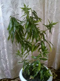 Драцена облямована (Marginata) фото, догляд, розмноження в домашніх умовах догляд