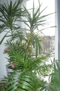Драцена облямована (Marginata) фото, догляд, розмноження в домашніх умовах облямована