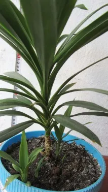 Драцена облямована (Marginata) фото, догляд, розмноження в домашніх умовах драцена