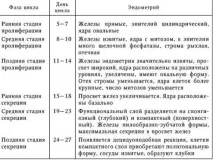 ЕНДОМЕТРІЯ МАТКИ НОРМА ПРИ МЕНОПАУЗІ Що таке гіпертрофія ендометрію, Швидкий виклик ендометрія