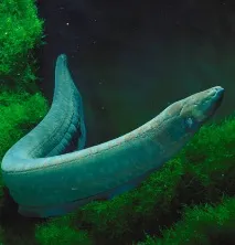 вугра