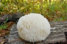 hericium