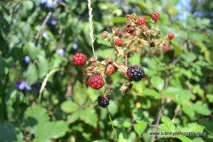 Ожовичний лікер - Рецепт з фото ожовичний