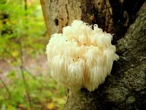 hericium