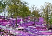 прикраса
