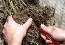 невибаглива