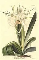 Hymenocallis