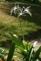 Hymenocallis