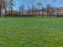 Газон своїми руками для дачі докладне керівництво фото та відео руками