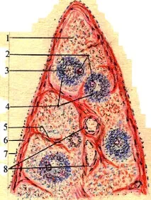 Гемолімфатичні вузли (nodi lymphatici haemalis) lymphatici