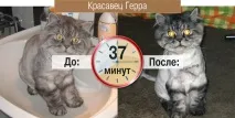 Груммінг - стрижка свійських тварин свійських