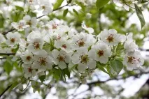 плодів