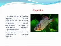 гірчак